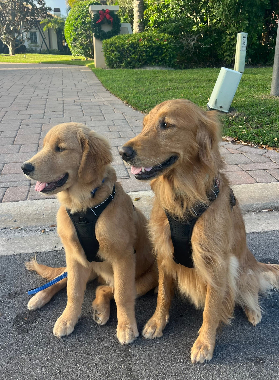 CBD for Dog Anxiety: Does It Really Work?